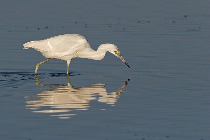 Schmuckreiher Egretta thula Snowy Egret 